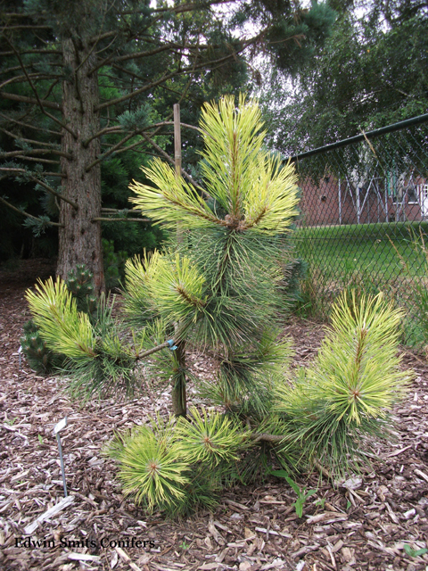 Pinus nigra 'Aurea'